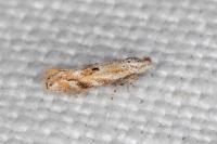 Bucculatrix bechsteinella