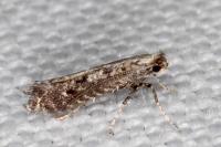 Parornix anglicella