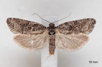 Cnephasia cupressivorana