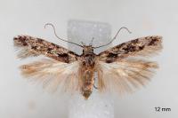 Carpatolechia decorella