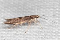 Oxypteryx plumbella