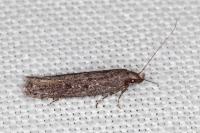 Neofaculta ericetella