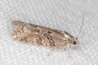 Cnephasia communana