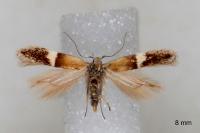 Aproaerema polychromella