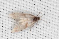 Cochylidia implicitana