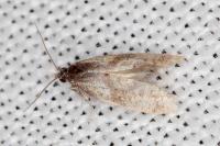 Cochylidia implicitana