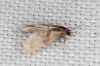 Cochylidia implicitana