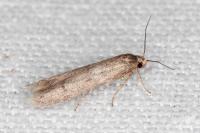 Blastobasis phycidella