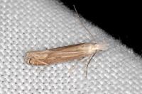 Isophrictis anthemidella