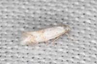 Elachista gormella