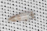 Elachista gormella