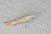 Coleophora brunneosignata