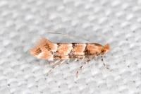 Phyllonorycter trifasciella