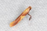 Caloptilia alchimiella
