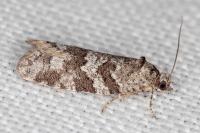 Cnephasia communana