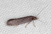 Neofaculta ericetella