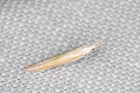 Coleophora oriolella