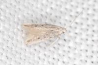 Huemeria campicolella campicolella