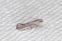 Tinagma ocnerostomella