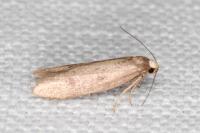 Agnoea langohri