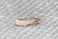 Glaucolepis stoechadella