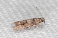 Sorhagenia rhamniella
