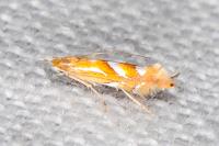 Phyllonorycter belotella