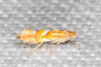 Phyllonorycter belotella