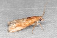 Eucosma cana