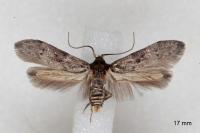 Blastobasis glandulella