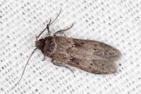 Blastobasis glandulella