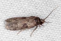 Blastobasis glandulella