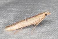 Batrachedra enormis