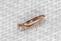 Bucculatrix chrysanthemella