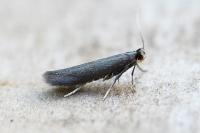 Coptotriche angusticollella