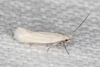 Elachista parvula