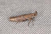 Rosetea rosetella