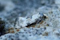 Brevicornutia pallidana