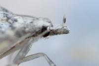 Alucita desmodactyla