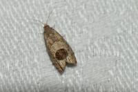 Notocelia uddmanniana