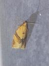 Clepsis consimilana