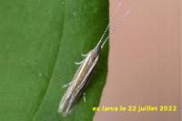 Coleophora saponariella