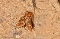Korscheltellus fusconebulosus