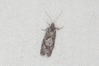 Zeiraphera griseana