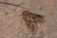 Korscheltellus fusconebulosus