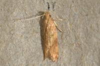 Helcystogramma rufescens