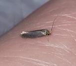 Cephimallota crassiflavella