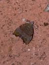 Choreutis nemorana