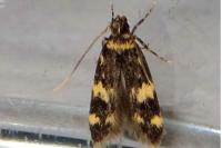 Oegoconia