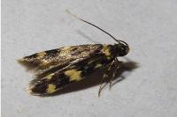 Oegoconia